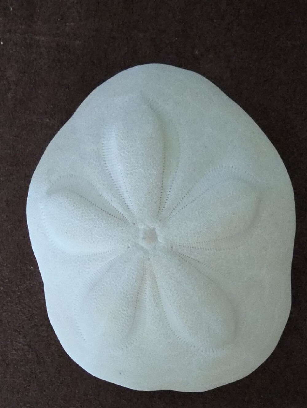 Real Decorative White Two Starfish and Sand Dollar And Sea Biscuit! - Picture 6 of 12